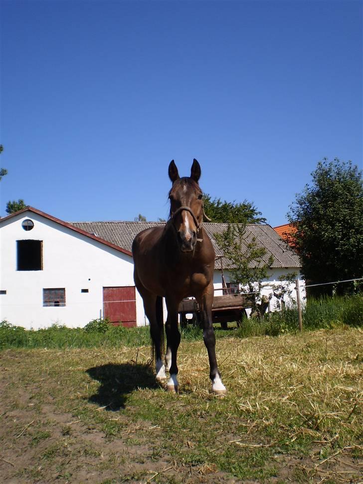 Traver By Densi Print  - Sommer ´09 billede 5