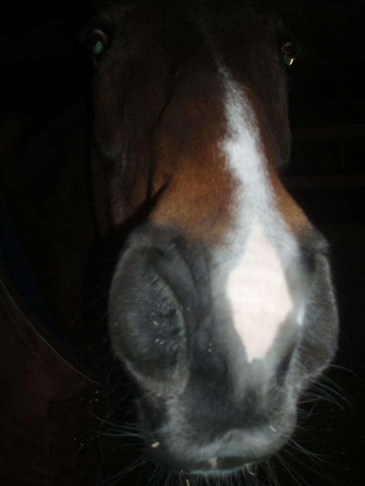 Traver By Densi Print  - Haløjsa ! billede 8