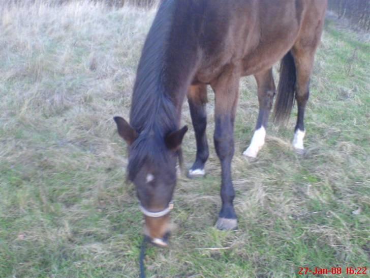 Anden særlig race Fari billede 19