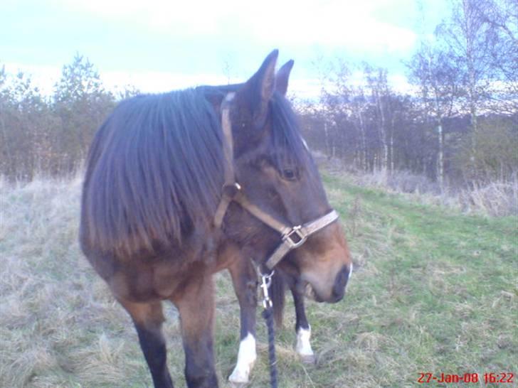 Anden særlig race Fari billede 20