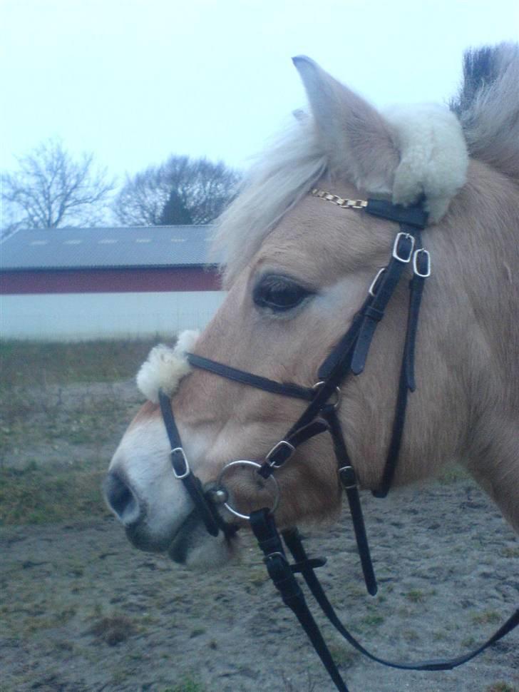 Fjordhest Valsølilles Emil - En dag vi var ude og ride :) billede 8