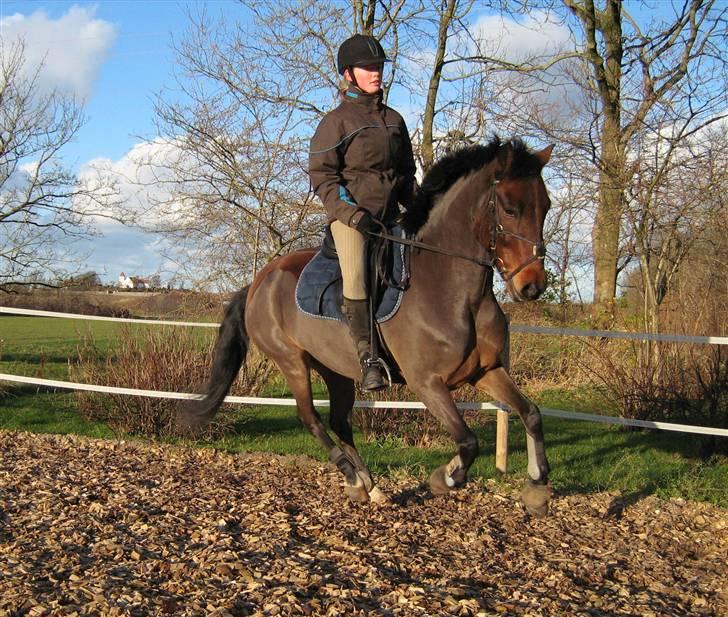 Welsh Pony (sec B) Bakkegaardens Prins-solgt - Dressur billede 20