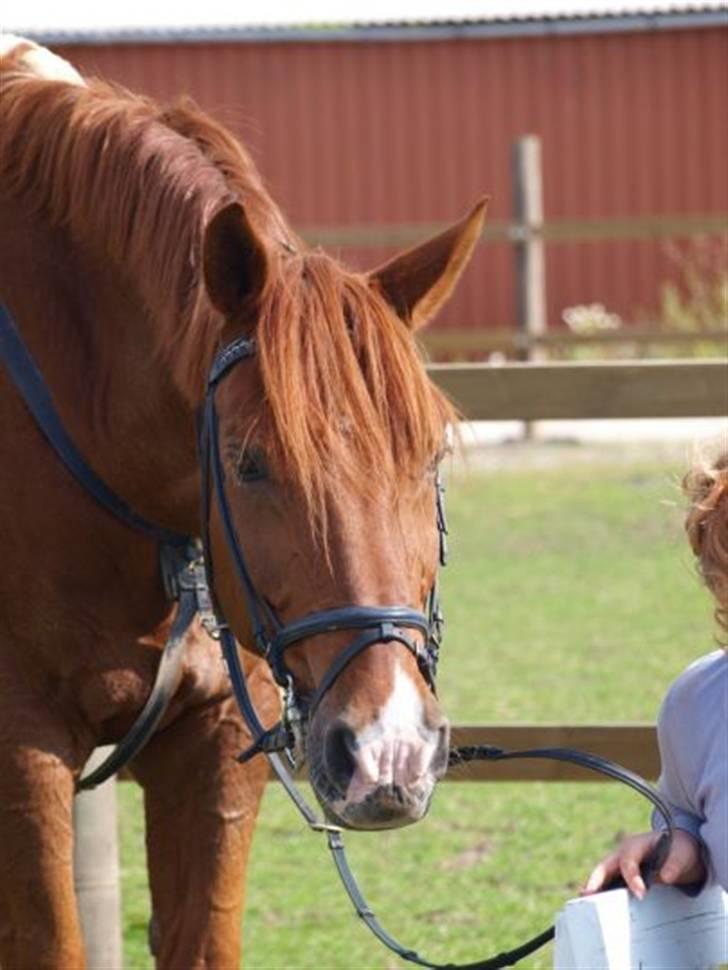 Holstener Allerbester 0004 - Han er en fræk en;) Foto: Mathilde Hansen billede 14