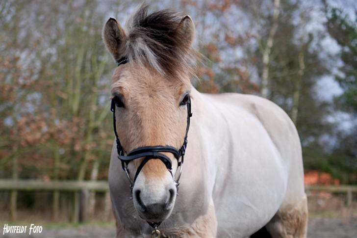 Fjordhest Felix - Modelbillede i marts 08 - smukke felix på banen billede 1