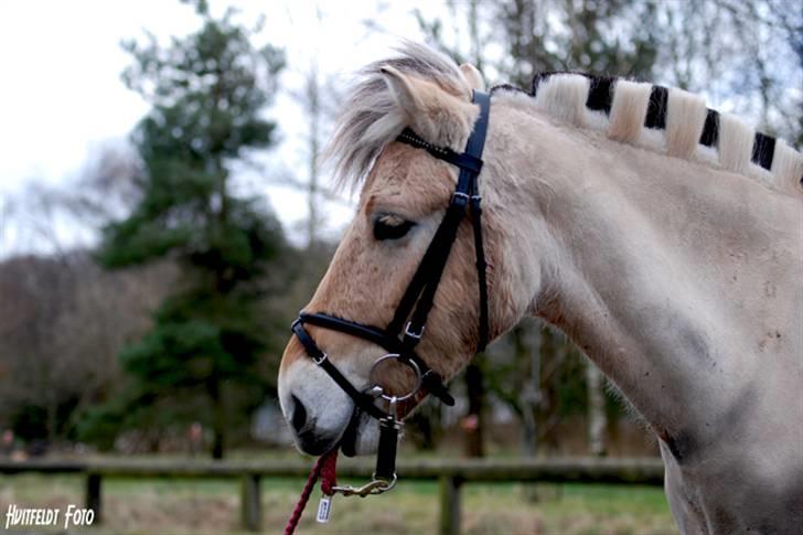 Fjordhest Felix - Modelbillede i marts 08 - Felix leger med et trækketov :P billede 2