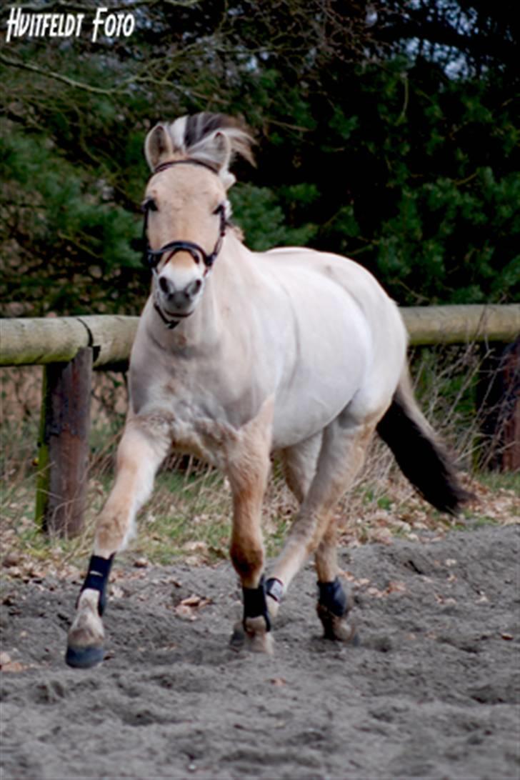 Fjordhest Felix - Modelbillede i marts 08 - fuld fart fremad billede 3