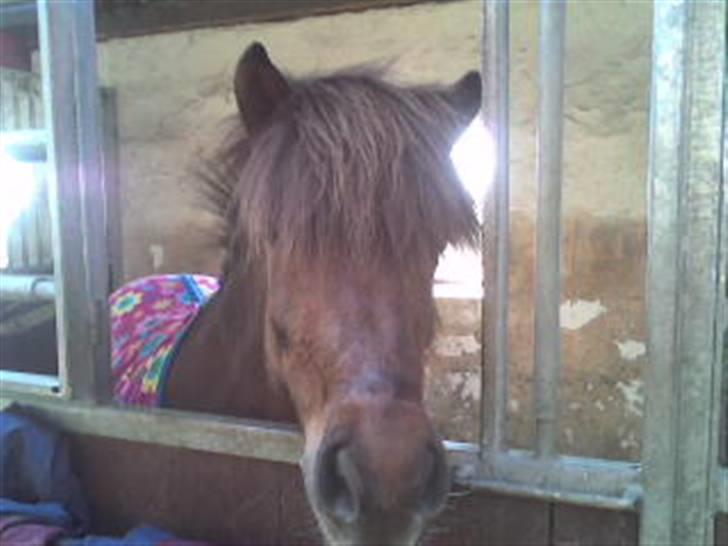 Islænder Sefja fra Krogen *solgt* - Hun er såå sød..<3 Hun vil altid være i mit hjerte:) billede 2