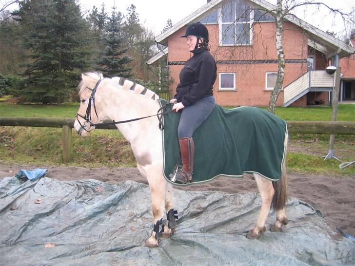 Fjordhest Felix - parade på pressenning (fotograf Mette) billede 4