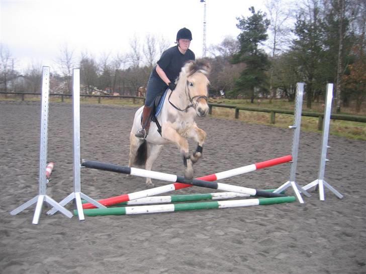 Fjordhest Felix - Spring - jubii - (fotograf Mette) billede 5