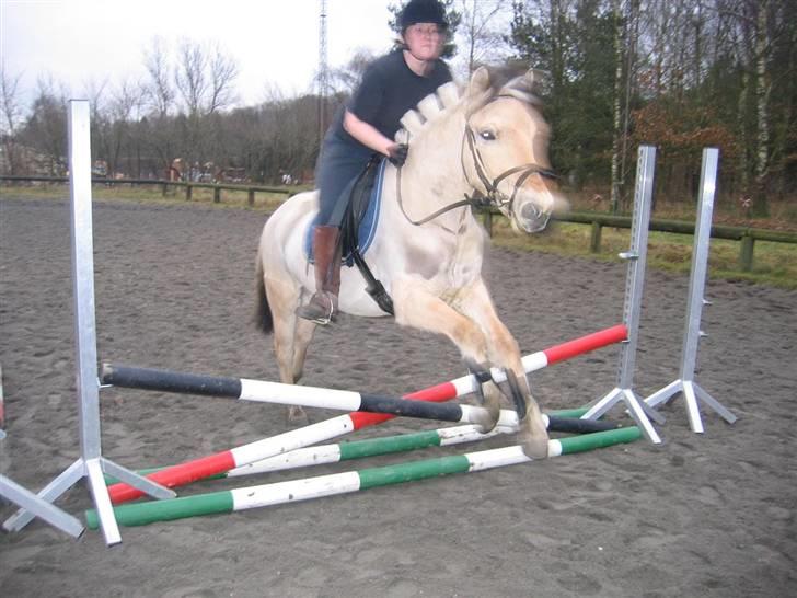 Fjordhest Felix - Spring - jubii (fotograf Mette) billede 6