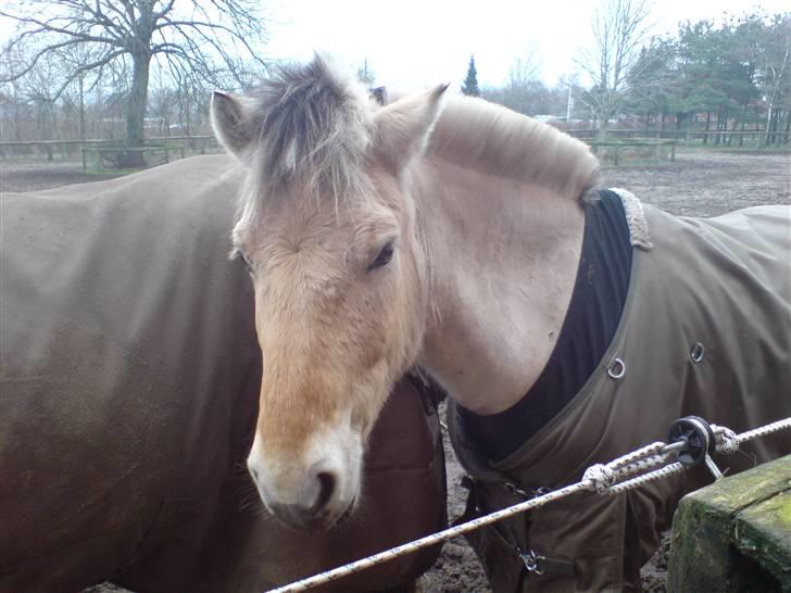 Fjordhest Felix - Stener på folden billede 7