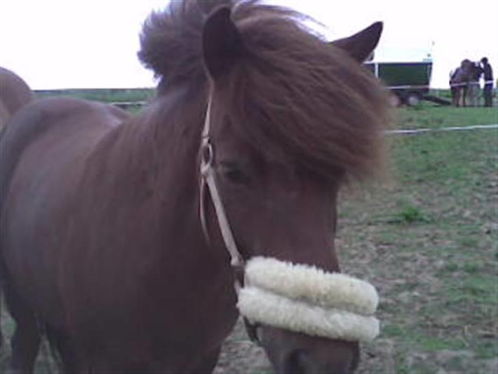 Islænder Sefja fra Krogen *solgt* - Se hvor hun kigger..(: elsker dig<3 billede 5