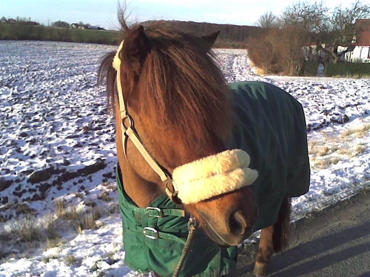 Islænder Sefja fra Krogen *solgt* - Udenfor da der er sne..(; hun elsker det kolde vejr! hun er jo en islænder(: billede 7
