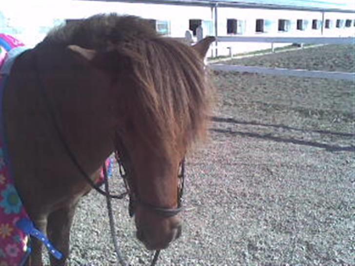 Islænder Sefja fra Krogen *solgt* - Sefja har så meget andet at lytte til end at se godt ud på billeder:) men det går nu meget godt<3 billede 9