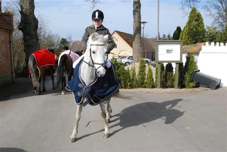 Welsh Pony (sec B) Lyngvejens Frajser R.I.P - fjollebilled hehe bambi på glatis (: billede 13