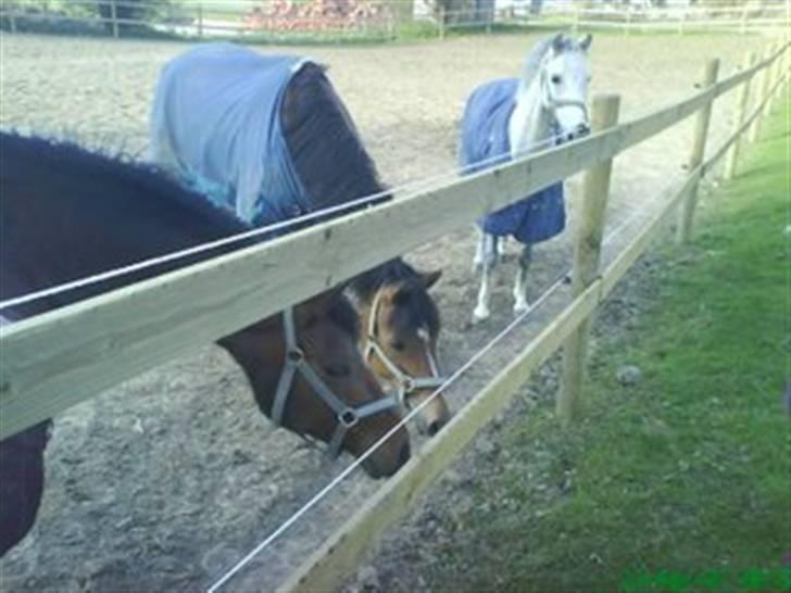 Welsh Pony (sec B) Lyngvejens Frajser R.I.P - frajser bagerst!! på fold! billede 14
