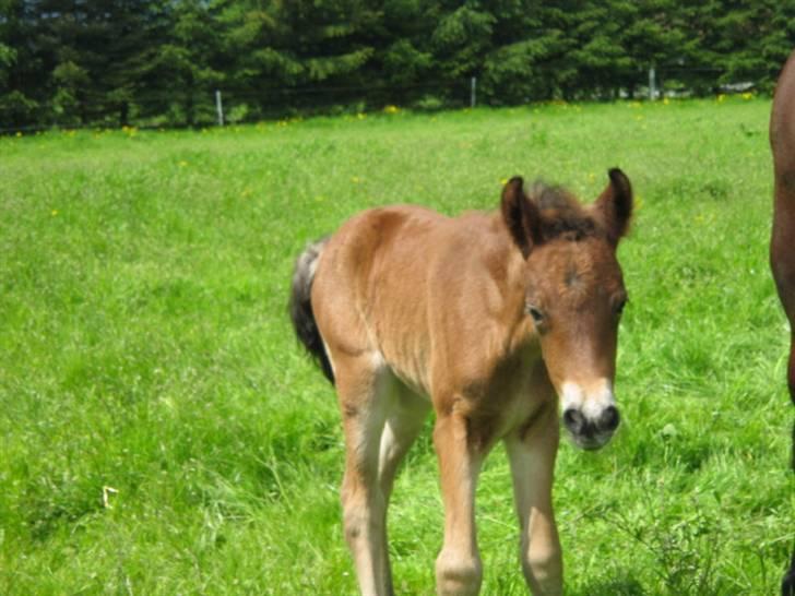 New Forest Storådalens Cecilie - Én smuk Cille datter(Soldals Amazing Graze) billede 9