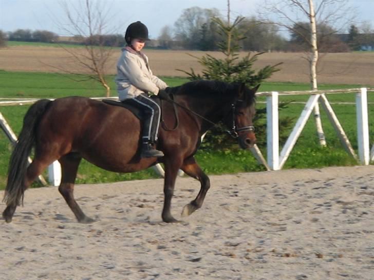 New Forest Storådalens Cecilie - en tyk Cille billede 10