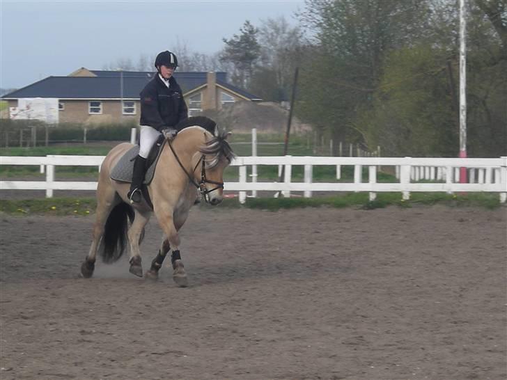 Fjordhest Basta - Dolmer 2008. billede 8