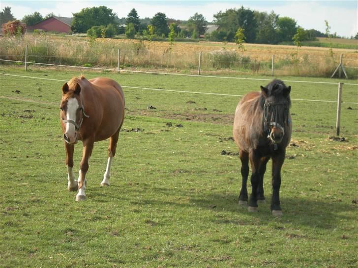 Anden særlig race Bianca <3 - Lady & Bianca <´3 på marken efter spring konkorencen ! <´33 :D billede 2