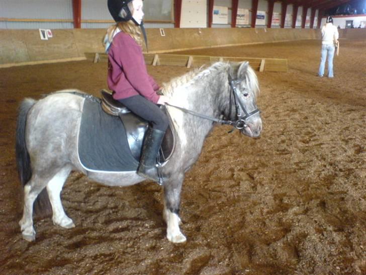 Shetlænder Rosalil  solgt ): - mig og losse tjekker li om vi kan banen inden det er vore tur til at ride mini stævne :p billede 12