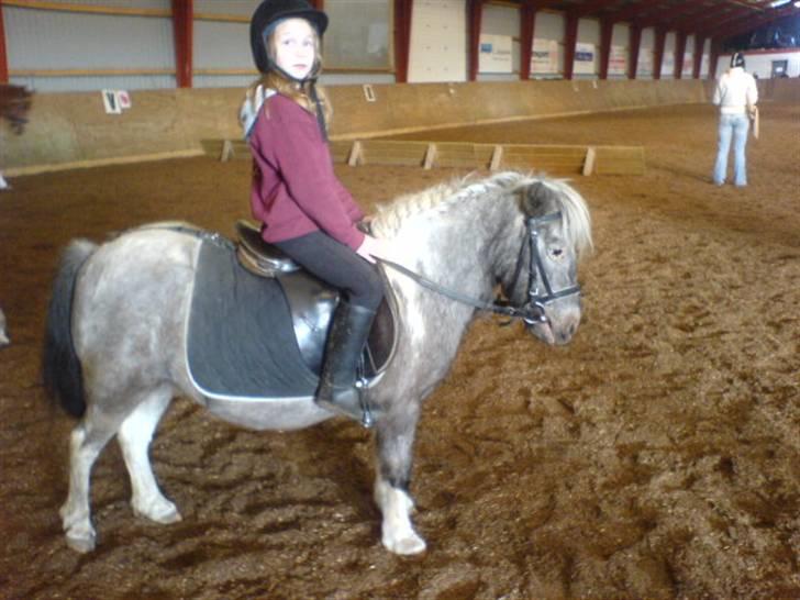 Shetlænder Rosalil  solgt ): - mig og losse inden ministævnet begyndte :) billede 13