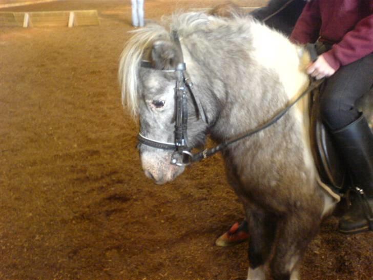 Shetlænder Rosalil  solgt ): - mig og losse på opvarmnings banen inden ministævne :) billede 14