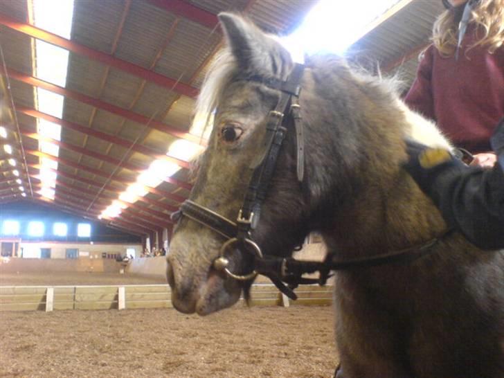 Shetlænder Rosalil  solgt ): - rosalil inden vi skal ride ministævne :) billede 15