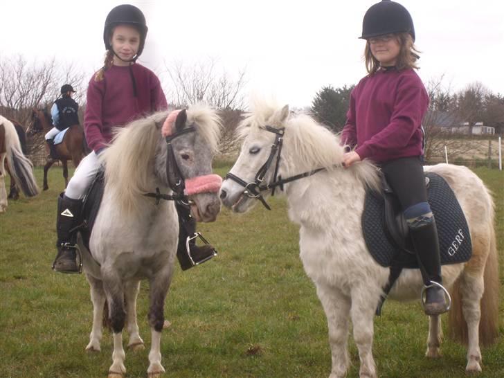 Shetlænder Rosalil  solgt ): - Losselil & hendes bedste veninde Jubine <3 billede 16