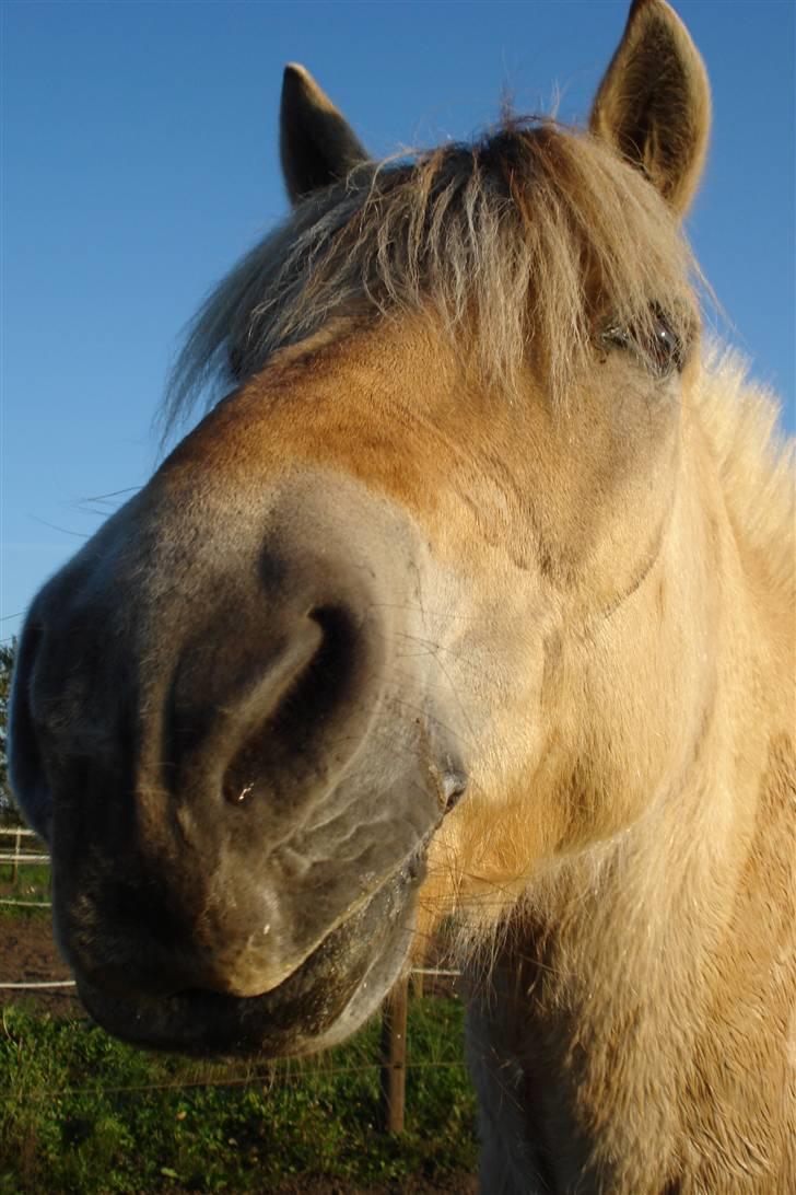 Fjordhest Bosse  - Bosse. billede 2