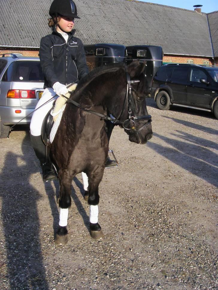 Welsh Mountain (sec A) Tarzan  - verden sødeste lille tarzan:D Elsker diq.<33 | Foto søs <3 billede 9