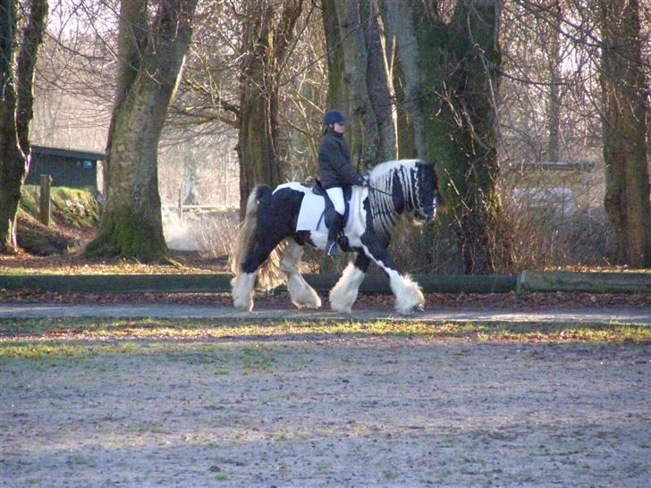 Irish Cob Ryan billede 8