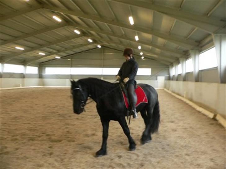 Frieser Meine vb Ster - Min første ridetur på Meine d.29/1-08 billede 18