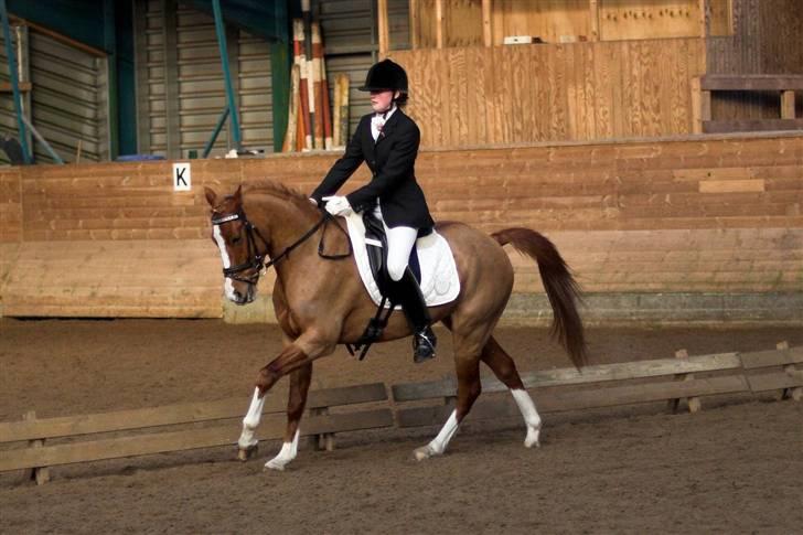 Hollandsk Sportspony Lunderup's  Magnum R.I.P. - Taget af:Lena Elsborg billede 9