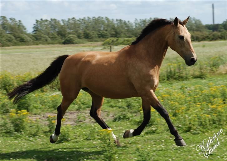 Anden særlig race *Golden Destiny*†aflivet† - *GOLDEN DESTINY* billede 1