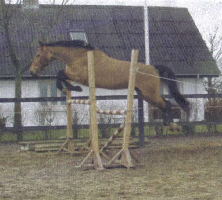 Anden særlig race *Golden Destiny*†aflivet† - Løsspringes 145 cm billede 13