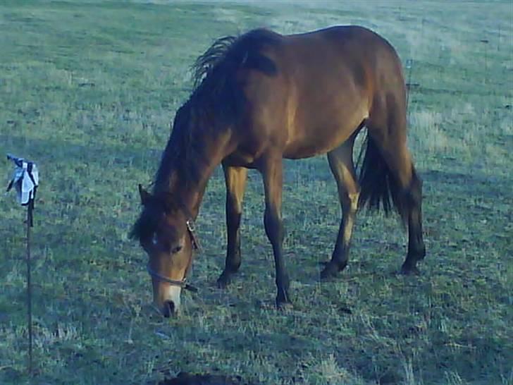 Anden særlig race Belockey - på fold billede 7