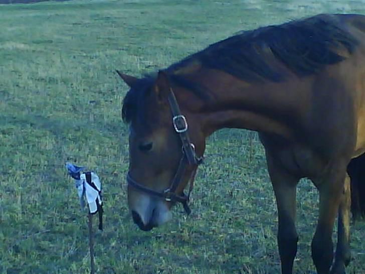 Anden særlig race Belockey - *NYT* billede 8