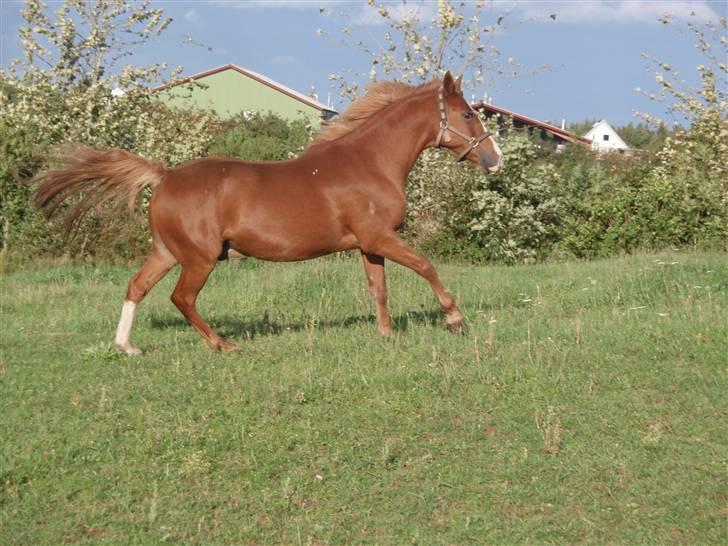 DSP Amie - Amie på fold <3 billede 10