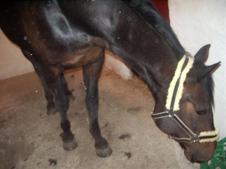 Traver Ginkgo Star (Gammel Part) billede 1