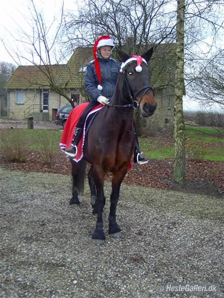 Traver Ginkgo Star (Gammel Part) billede 2