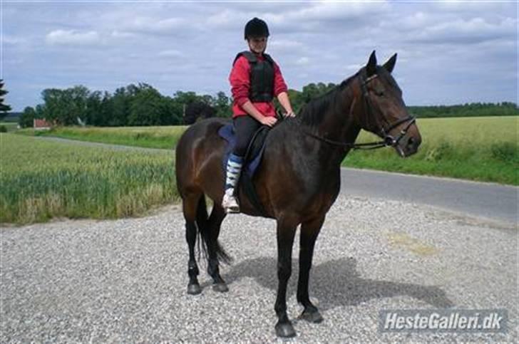 Traver Ginkgo Star (Gammel Part) - Miq oq bassen efter en dejliq ridetur i sommers (: billede 3