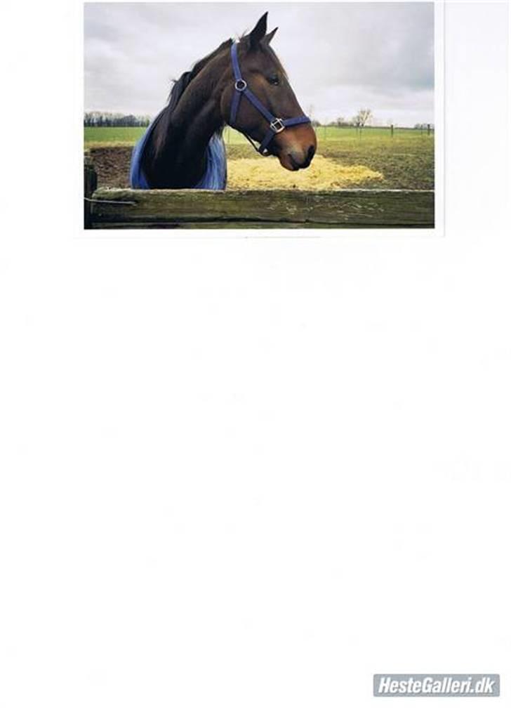 Traver Ginkgo Star (Gammel Part) billede 4