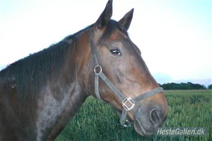 Traver Ginkgo Star (Gammel Part) billede 5