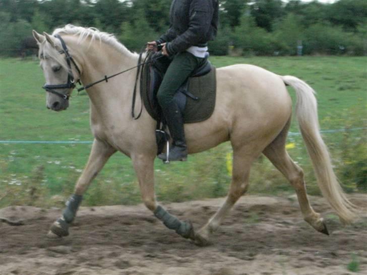 Tysk Sportspony Maracash Solgt - Super lækker og han ved det ;) billede 1