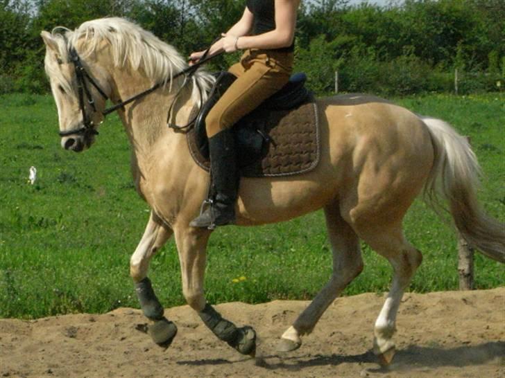 Tysk Sportspony Maracash Solgt - Wow en holdning :b billede 5