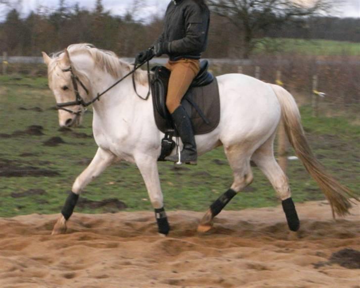 Tysk Sportspony Maracash Solgt - Bagpart? billede 11