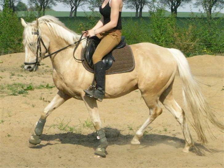 Tysk Sportspony Maracash Solgt - Nyt 11/5 08 billede 12