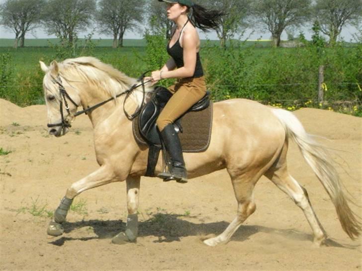 Tysk Sportspony Maracash Solgt - Nyt 11/5 08 billede 13