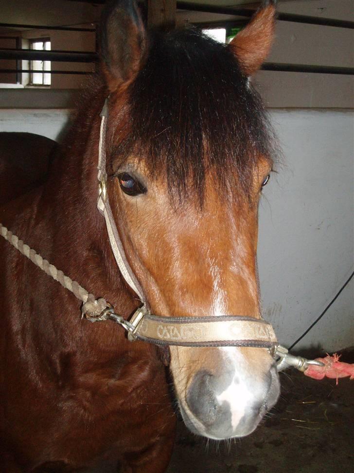 New Forest Agerboes Coco billede 12